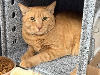 Garfield -  Domestic Short Hair Cat for Adoption in New York, New York - Garfield | PetCurious