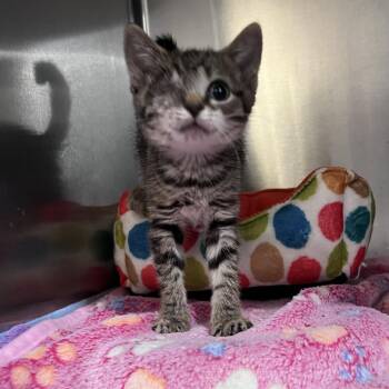 London -  Domestic Short Hair Cat for Adoption in Durham, North Carolina - London | PetCurious