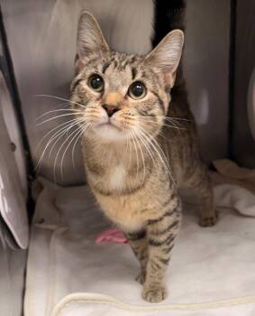 Domestic Short Hair Cats Available for Adoption - Arabella | PetCurious