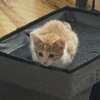 Pumpkin -  Domestic Short Hair Cat for Adoption in Lakewood, Colorado - Pumpkin | PetCurious