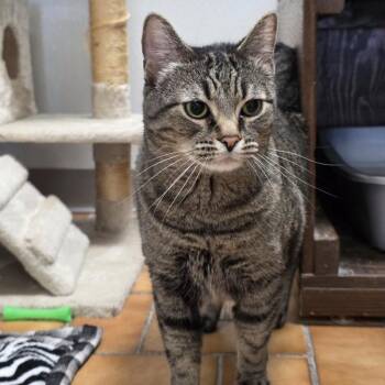 Doja -  Domestic Short Hair Cat for Adoption in Yankton, South Dakota - Doja | PetCurious