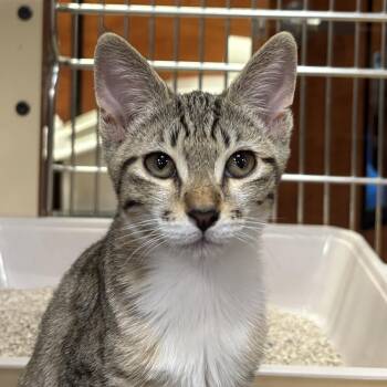 Patsy -  Domestic Short Hair Cat for Adoption in Sonora, California - Patsy | PetCurious