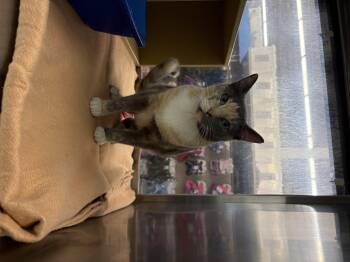 Rescue Domestic Short Hair Cats for Adoption in El Reno, Oklahoma - Iris | PetCurious