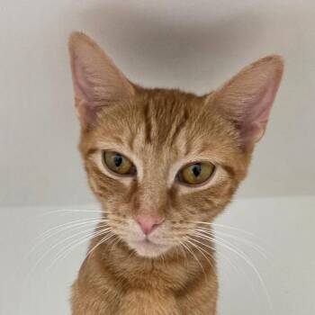 Sierra -  Domestic Short Hair and American Shorthair Cat for Adoption in Cumming, Georgia - Sierra | PetCurious
