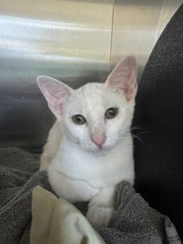 Paris -  Domestic Medium Hair and Domestic Short Hair Cat for Adoption in Honolulu, Hawaii - Paris | PetCurious