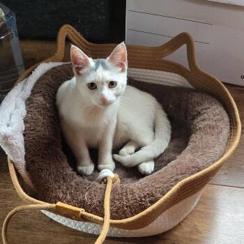 SNOWDROP -  American Shorthair Cat for Adoption - SNOWDROP | PetCurious