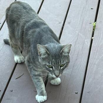 Cameron -  Domestic Short Hair Cat for Adoption in Sonoma, California - Cameron | PetCurious