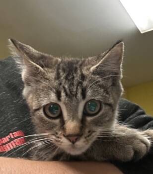 Rescue Domestic Short Hair Cats for Adoption in Spartanburg, South Carolina - Bobbi | PetCurious