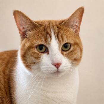 Domestic Short Hair Cats Available for Adoption in Pontiac, Michigan - Dahlia | PetCurious