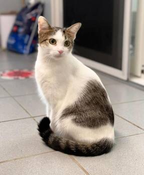 Evee -  Domestic Short Hair Cat for Adoption in Georgina, Ontario - Evee | PetCurious