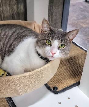 Domestic Short Hair Cats Available for Adoption - SCAT BAKULA | PetCurious