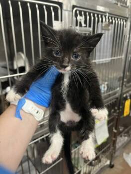 *MEW -  Domestic Short Hair Cat for Adoption in Woodland, California - *MEW | PetCurious
