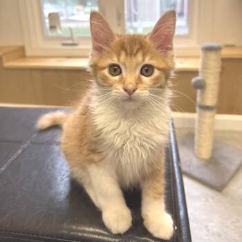 Espresso -  Domestic Short Hair Cat for Adoption in Morristown, Vermont - Espresso | PetCurious