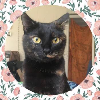 Rescue Domestic Short Hair Cats for Adoption in Forest, Virginia - *Calliope | PetCurious