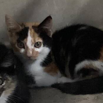 Bow -  Domestic Short Hair Cat for Adoption in Montgomery, Alabama - Bow | PetCurious