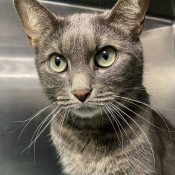 Domestic Medium Hair Cats Available for Adoption - Lettuce | PetCurious