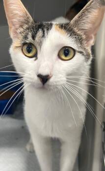 Rescue Domestic Short Hair Cats for Adoption in Webster City, Iowa - Mama Mia | PetCurious