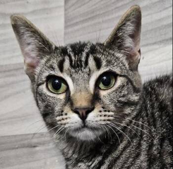 Rescue American Shorthair Cats for Adoption in Evans City, Pennsylvania - Cori | PetCurious