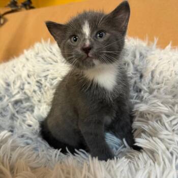 Kaine -  Domestic Short Hair Cat for Adoption in Lewisville, Texas - Kaine | PetCurious