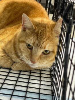 Domestic Short Hair Cats Available for Adoption in Morgantown, Kentucky - Abbott Cat 17 | PetCurious