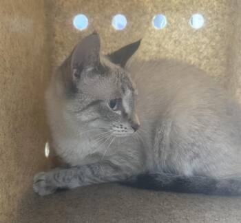 Rescue Domestic Short Hair Cats for Adoption in Dallas, Texas - NANI | PetCurious