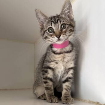 Miette (bonded w/ Croquette) -  Domestic Short Hair Cat for Adoption in Oakland, California - Miette (bonded W/ Croquette) | PetCurious