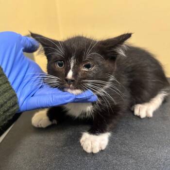 Guler -  Domestic Short Hair Cat for Adoption in Los Angeles, California - Guler | PetCurious