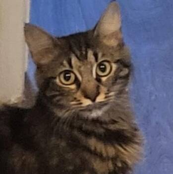 Sunny -  Domestic Medium Hair Cat for Adoption in San Diego, California - Sunny | PetCurious