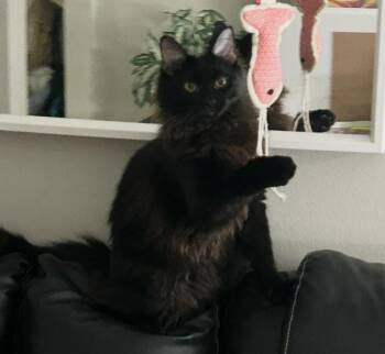 Mr. Beans -  Domestic Long Hair Cat for Adoption in Lewis Center, Ohio - Mr. Beans | PetCurious