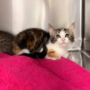 Queenie -  Domestic Short Hair Cat for Adoption in Spokane, Washington - Queenie | PetCurious
