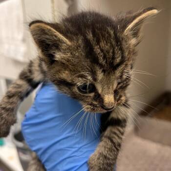 72821 -  Domestic Medium Hair Cat for Adoption in Harrisonburg, Virginia - 72821 | PetCurious