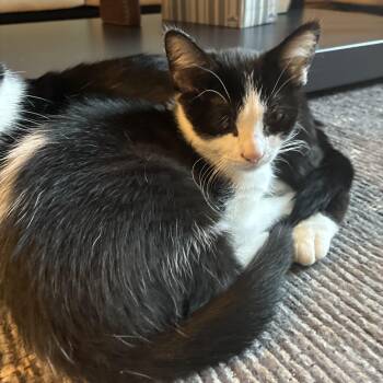 Pixel -  Domestic Short Hair Cat for Adoption in Calverton, Maryland - Pixel | PetCurious