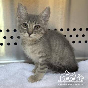 CUMULUS -  Domestic Short Hair Cat for Adoption in Irvine, California - CUMULUS | PetCurious