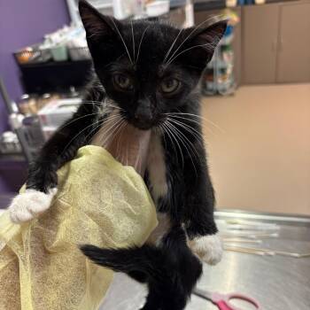 Aaliyah -  Domestic Short Hair Cat for Adoption in Newark, New Jersey - Aaliyah | PetCurious
