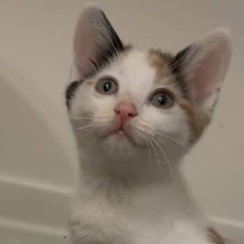 Eclair -  Calico and Domestic Short Hair Cat for Adoption in Sacramento, California - Eclair | PetCurious