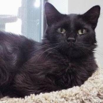Domestic Medium Hair Cats Available for Adoption in Green Valley, Arizona - Black Velvet | PetCurious