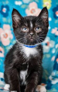 Domestic Short Hair Cats Available for Adoption in Yakima, Washington - Phil | PetCurious