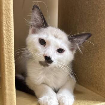 Mullet -  Siamese Cat for Adoption in Sonora, California - Mullet | PetCurious