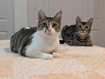 Rescue Domestic Short Hair Cats for Adoption in Manchester, Connecticut - Shirley & Squiggy | PetCurious