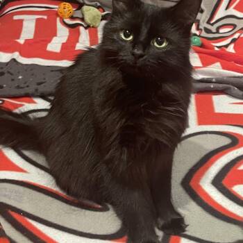 Wesley (bonded with Aurelius) -  Domestic Medium Hair Cat for Adoption in Pickering, Ontario - Wesley (bonded With Aurelius) | PetCurious
