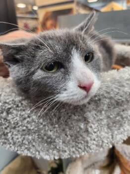 Ziti Bii -  Domestic Short Hair Cat for Adoption in Las Vegas, Nevada - Ziti Bii | PetCurious