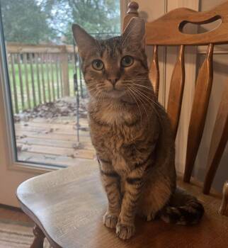 Tulip -  Domestic Short Hair Cat for Adoption in Clayton, North Carolina - Tulip | PetCurious