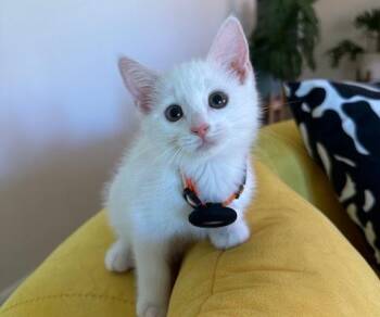 Mikey -  Domestic Short Hair Cat for Adoption in Redlands, California - Mikey | PetCurious