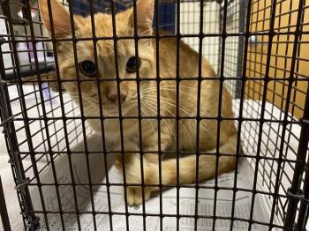 Domestic Short Hair Cats Available for Adoption in Modesto, California - A609969 | PetCurious