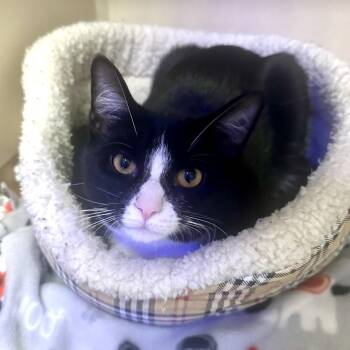 Moonpie -  Domestic Short Hair Cat for Adoption in New York, New York - Moonpie | PetCurious