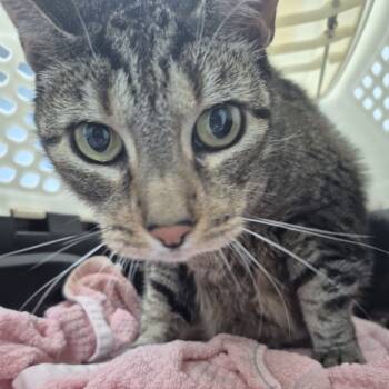 Rescue Domestic Short Hair Cats for Adoption in Newark, New Jersey - Oliver | PetCurious