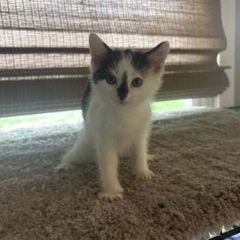 Luke -  Domestic Short Hair Cat for Adoption in Yorktown, Indiana - Luke | PetCurious