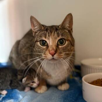 Domestic Medium Hair Cats Available for Adoption in San Pablo, California - Spring | PetCurious