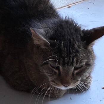 Rascal -  Domestic Short Hair Cat for Adoption in Yuma, Arizona - Rascal | PetCurious