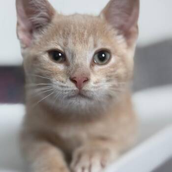 Sunny -  Domestic Short Hair Cat for Adoption in Ridgely, Maryland - Sunny | PetCurious
